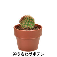 聖新陶芸 聖新 GD-921 育てるカプセル サボテン 1箱（直送品）