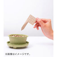 聖新陶芸 聖新 GD-94803 PLANTSMINEワイルドストロベリー　1個（直送品）