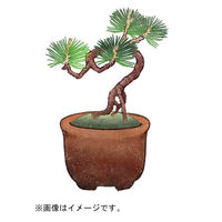 聖新陶芸 聖新 GD-954 育てるカプセル ミニ盆栽 4s　1セット（直送品）