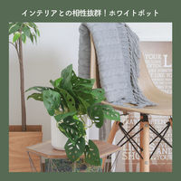 不二貿易 フェイクグリーン モンステラ セラミックポット 41139 1個