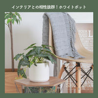 不二貿易 フェイクグリーン アロカシア セラミックポット 41138 1個