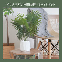 不二貿易 フェイクグリーン パナマソウ セラミックポット 41129 1個