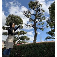 アルスコーポレーション アルス 伸縮式高枝鋏ズームチョキエコノ標準タイプ2m 160ZD-2.0-3D 1本