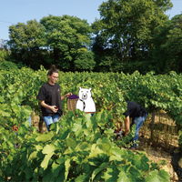 フランス　クマニア　シャルドネ・オーク 白ワイン　辛口 750ml カートン箱 カード入 1本　マス久本店