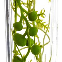 ハーバリウム/多肉植物3種セット プリマ（直送品）