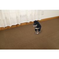 サンコー ペット用撥水タイルマット 同色40枚入り ブラウン KP-58 1パック