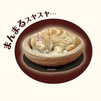 モダンルーム ナチュラルにゃベッド 1個 ドギーマンハヤシ