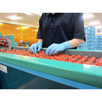 使いきりニトリル手袋(粉なし)　ニトリスト・タフ　No.883　Lサイズ　ブルー　1箱(100枚入) 　ショーワグローブ（わけあり品）