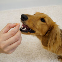 ドギーマン ひとくちダイス ササミ 国産 300g 3袋 ドッグフード 犬用 おやつ