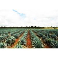 オルメカ アルトス プラタ プレミアムテキーラ 38度 700ml 1本 100％アガベ バーテンダー用 カクテル ペルノ・リカール