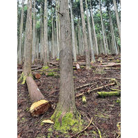 近江屋ロープ グリーンブロックシェルター 142-4L 1セット(100枚束)（直送品）