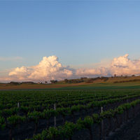 ジェイコブス・クリーク オーガニック シャルドネ オーストラリア 白ワイン 辛口 750ml 1本 有機 ビオ ペルノ・リカール