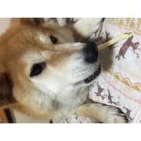 ルークラン ボクボクサメ軟骨 50g 8850505 1個(50g)入（直送品）