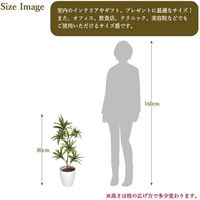 ササガワ フェイクグリーン・人工観葉植物 ソングオブインディア Mサイズ 32-8712 1個（直送品）