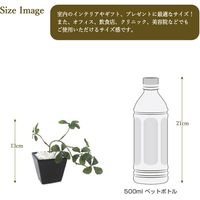 ササガワ フェイクグリーン・人工観葉植物 シュガーバイン BLK Sサイズ 32-8706 1個（直送品）
