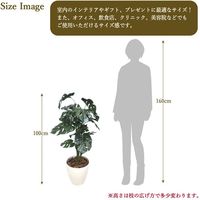 ササガワ フェイクグリーン・人工観葉植物 モンステラ Lサイズ 32-8717 1個（直送品）