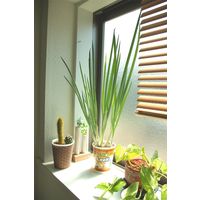 フォレスト カップサラダ水菜 1セット入 4582255218349 1個（直送品）