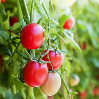 アルチェネロ アルチェネロ有機粗ごしトマトピューレー 500g 1セット（2個）