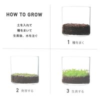 育てるグリーン(水草) LAKOLE/ラコレ