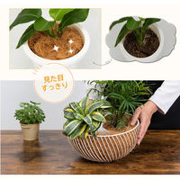 アストロ ココヤシファイバー 300g 624-03 1袋(300g)（直送品）