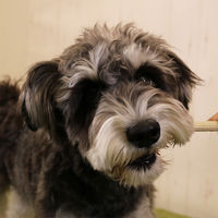 【アウトレット】ドギーマン ホワイデント 長持ち歯みがき ギザ棒ガム S 超小型・小型犬向き 国産 21本 3袋 犬用 おやつ 歯磨き