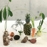 SOW 花瓶 BULB VASE 水栽培ガラスベース ショート 水耕栽培 485690 1個（直送品）