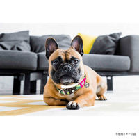 ルークラン 首輪 大型犬 L マックス&モーリー 迷子札 犬 トロピカル 437628 1個（直送品）