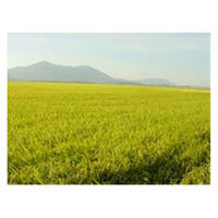 新潟県産 こしいぶき 5kg 【精白米】 令和7年産 米 お米