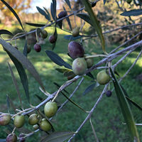 【手土産やプレゼントに】 「OLiVO」オリーブオイルとレモンフレーバーオリーブオイル 2本　ギフトカード　二重封筒　熨斗（御祝）（直送品）