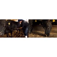 【手土産やお祝いの贈り物に】 米沢牛 黄木　焼肉用　肩ロース 230g・肩200g ギフトカード　桐箱　専用紙袋付き（直送品）