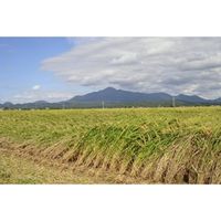 【手土産やお祝いの贈り物に】 ライスドール (男の子) 8個入 ギフトカード　桐箱　専用紙袋付き（直送品）