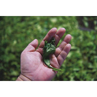 オリジナル ウェルカムティー ピュアセイロン 紅茶ティーバッグ 1セット（240バッグ：120バッグ入×2箱） オリジナル