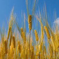 ひむかのくろうま 25度 1.8L パック　1本 麦焼酎　神楽酒造