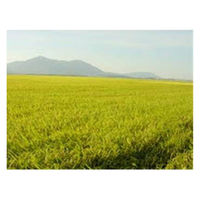 新潟県産 こしいぶき 30kg(10kg×3袋) 【精白米】 令和7年産 お米 白米