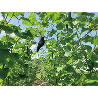 高芝ギムネ製作所 龍宝丸 鳥追いカラス K-904 1個