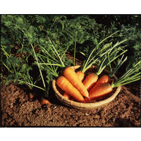 【機能性表示食品】ゴールドパック 食べるキャロットジュース GABA 160g 1箱（20缶入）