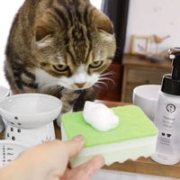 ナチュラル ペット用 食器洗剤 本体 200ml 1本 猫壱