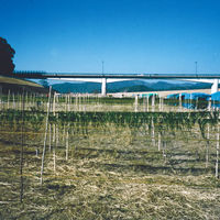 【ロハコ・アスクル限定】のりだくさんふりかけ ごましょうゆ 瀬戸内海産海苔 40g 1セット（1個×2）磯駒海苔  オリジナル