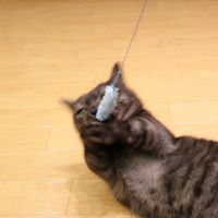 キャティーマン じゃれ猫 猫のお遊びカラ振る草 3本セット 1個 ドギーマンハヤシ 猫じゃらし 猫用 おもちゃ