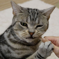 ドギーマン 猫ちゃん ホワイデント ストロング チキン味 国産 25g 3袋 キャットフード おやつ デンタルケア