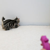 キャティーマン じゃれ猫 にゃんコプター 1個 ドギーマンハヤシ 猫用 おもちゃ