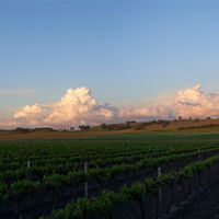 オーストラリア ジェイコブスクリーク シャルドネ 白ワイン 辛口 750ml 1セット（1本×12） ペルノリカール