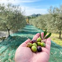 【手土産やプレゼントに】 「OLiVO」オリーブオイルとモデナ産ホワイトバルサミコ酢セット　ギフトカード　スタンダード封筒（直送品）