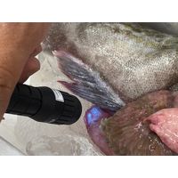 アニサキスライト 紫外線LEDライト 完全防水 IPX7 アニサキス 津本式 生魚 アニサキス対策 YF-980 ハピソン 1個