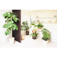 アップルウェアークラフトポット 24型 ダークブラウン 6L 240mmΦ×260mm 鉢