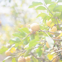 AoyamaLab 【桐箱入りギフトカード】御中元熨斗　浄酎・琥珀浄酎(3種飲み比べ各180ml)　専用紙袋付き（直送品）