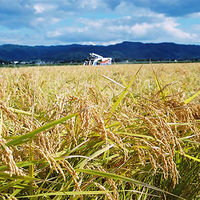 AoyamaLab オンラインギフト URLですぐ納品 贈り物や景品に 「米屋五郎兵衛 特撰」 十日町産魚沼コシヒカリ白米 5kg メール1通（直送品）