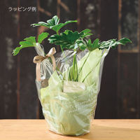 ヘッズ ハンドメイドプリントフラワーポット-20(1個) HNP-FPO20 1セット(4パック×1個)（直送品）