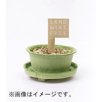 聖新陶芸 聖新 GD-94801 PLANTSMINE四葉のクローバー　1個（直送品）