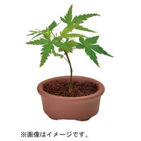 聖新陶芸 聖新 GD-954 育てるカプセル ミニ盆栽 4s　1セット（直送品）